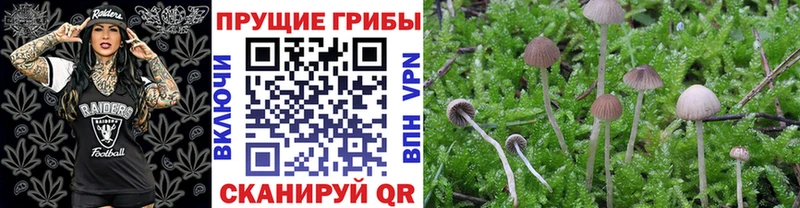 купить наркоту  Высоцк  МЕГА как войти  Псилоцибиновые грибы мицелий 